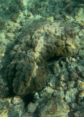 Porites evermanni observed 2026-06-18