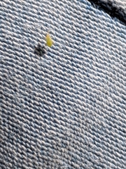 Hemiptera
