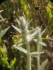 Stachys cretica