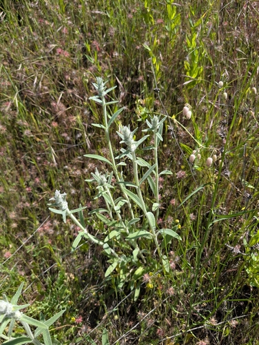 Stachys cretica, photograph 2
