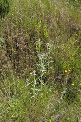 Stachys cretica, photograph (c) Marios Thoma, some rights reserved (CC BY)