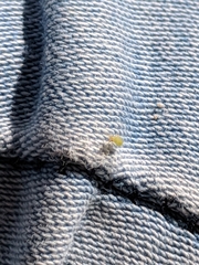 Hemiptera