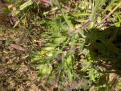 Centaurea benedicta, photograph (c) Marios Thoma, some rights reserved (CC BY)
