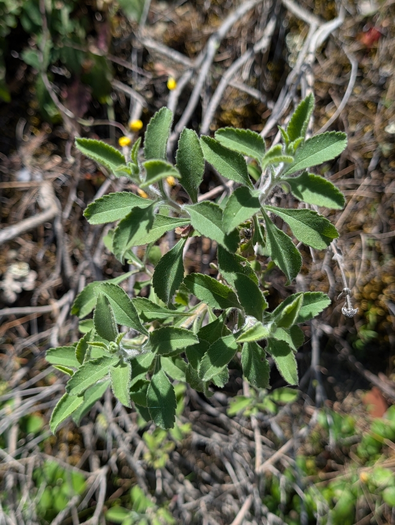 Pterocephalus multiflorus; photograph Marios Thoma, CC BY, iNaturalist via GBIF