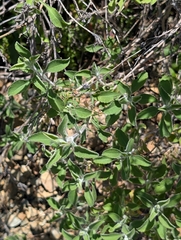 Marios Thoma, CC BY, iNaturalist via GBIF Pterocephalus multiflorus, photograph Marios Thoma, CC BY, iNaturalist via GBIF