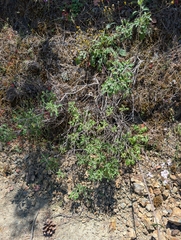 Marios Thoma, CC BY, iNaturalist via GBIF Pterocephalus multiflorus, photograph Marios Thoma, CC BY, iNaturalist via GBIF
