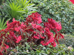 Begonia coccinea
