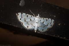Pycnarmon cribrata
