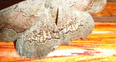 Drepanogynis mixtaria