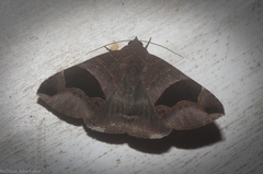 Bastilla solomonensis