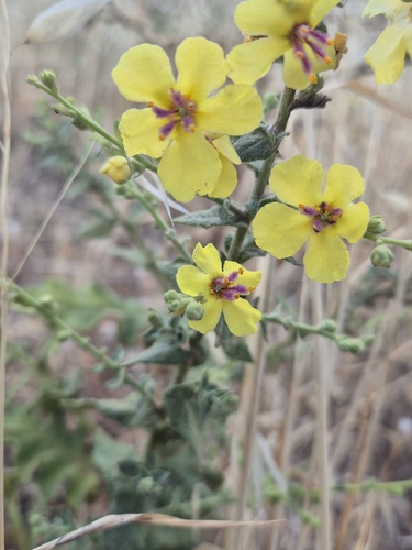 wavyleaf mullein