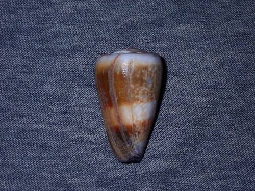 Conus muriculatus observed 2026-06-19
