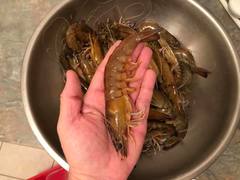 Penaeus latisulcatus