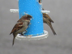 Passer domesticus