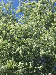 Prunus padus