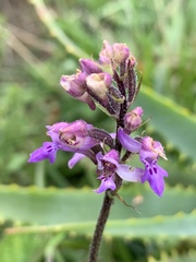 Cynorkis kassneriana