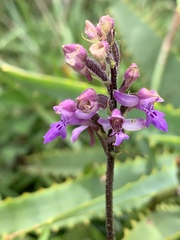 Cynorkis kassneriana