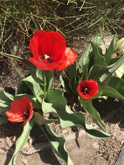 Tulipa