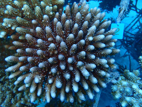 Acropora samoensis observed 2026-05-15