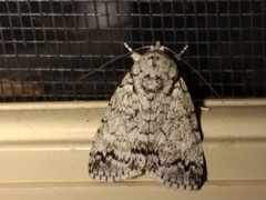 Blenina lichenopa