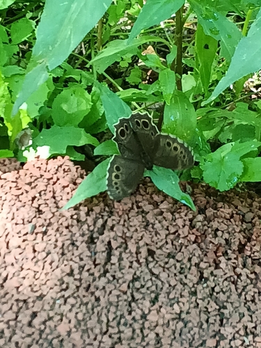 Woodland Brown