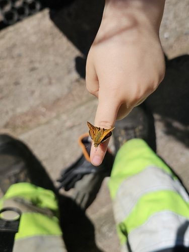 Large skipper