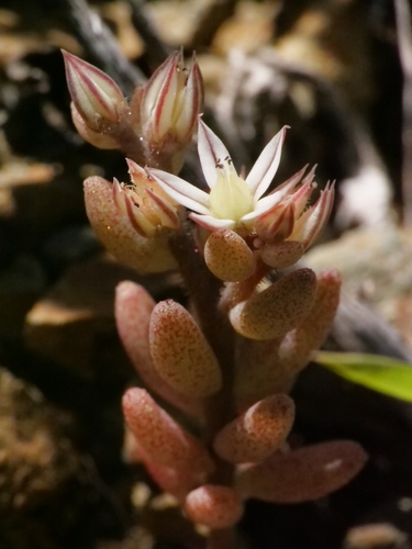 Sedum rubens, photograph 5