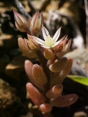(c) Marios Thoma, some rights reserved (CC BY) Sedum rubens, photograph (c) Marios Thoma, some rights reserved (CC BY)