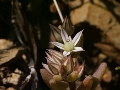 (c) Marios Thoma, some rights reserved (CC BY) Sedum rubens, photograph (c) Marios Thoma, some rights reserved (CC BY)