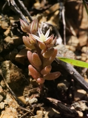 Sedum rubens, photograph (c) Marios Thoma, some rights reserved (CC BY)