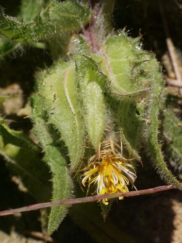 Centaurea benedicta, photograph 1