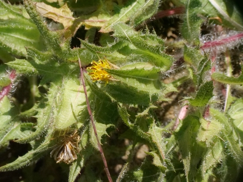 Centaurea benedicta, photograph 2