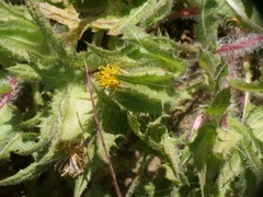Centaurea benedicta, photograph (c) Marios Thoma, some rights reserved (CC BY)