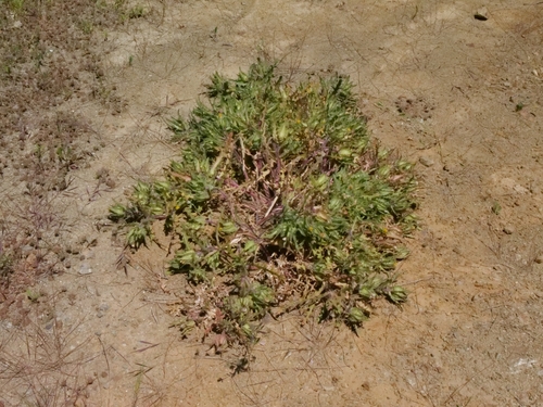 Centaurea benedicta, photograph 3