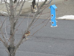 Cardinalis cardinalis