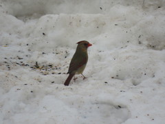 Cardinalis cardinalis