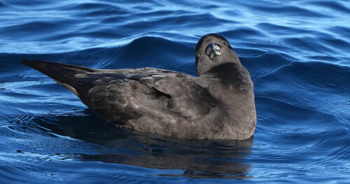 Westland Petrel (Procellaria westlandica), photo 5