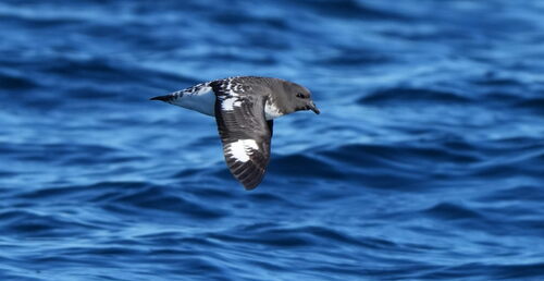 Petrel damero (Daption capense)