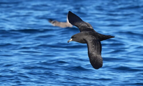 Westland Petrel (Procellaria westlandica), photo 4