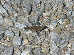 Oedipoda germanica