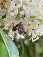 Usingeriessa onyxalis