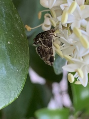 Usingeriessa onyxalis