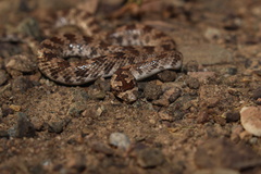 Lytorhynchus ridgewayi