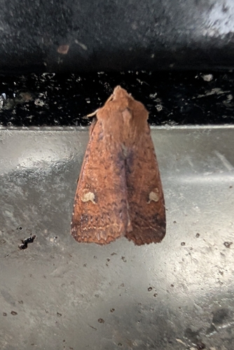 Orange Peel Moth