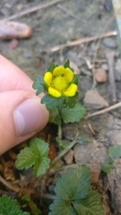 Potentilla indica