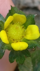 Potentilla indica