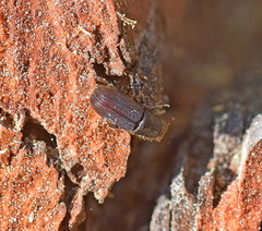 Hylurgus ligniperda