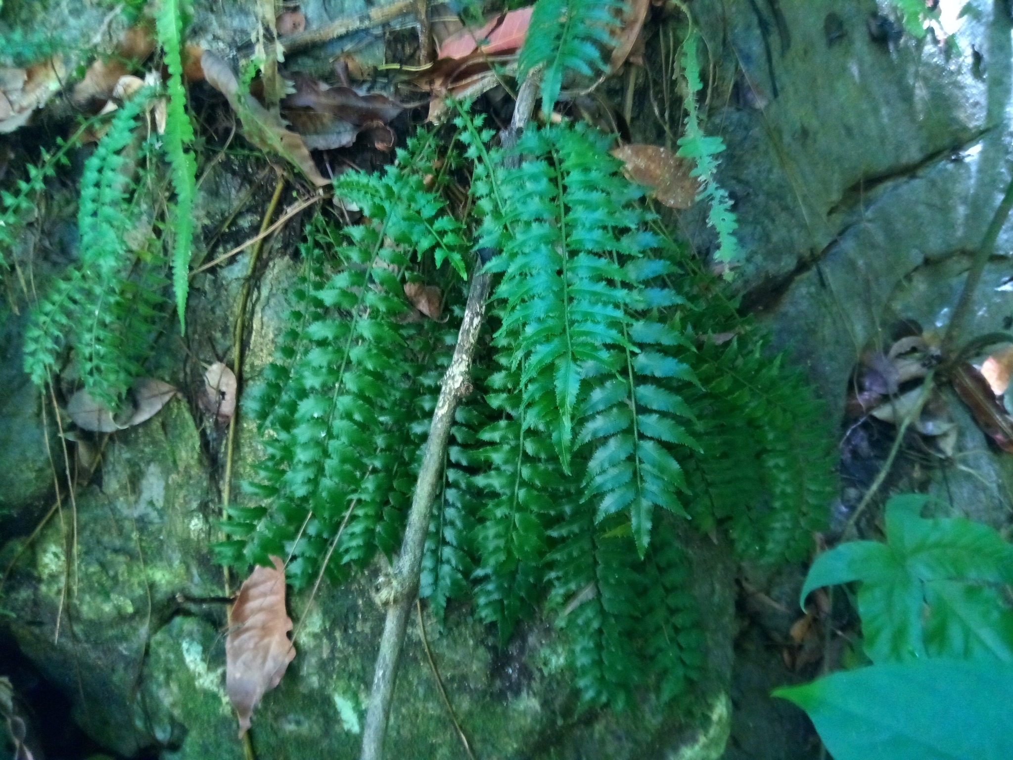 Lomariopsis kunzeana