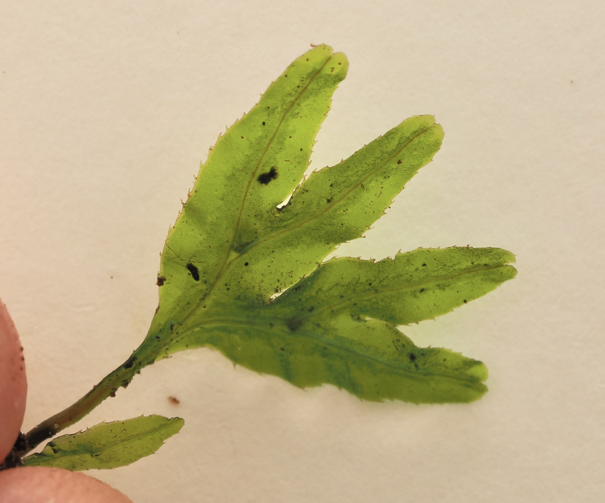 Symphyogyna hymenophyllum