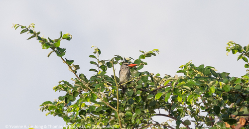 iNaturalist image